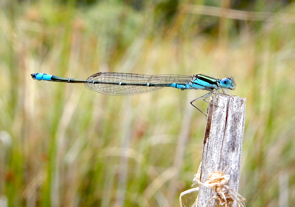 Common Bluetail Damselfly - Ischnura heterosticta (RC)