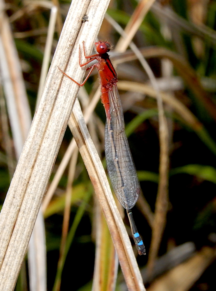 Red and Blue Damselfly - Xanthagrion erythroneurum (RC)