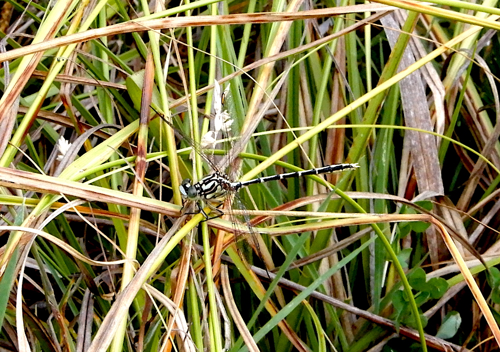 Yellow-striped Hunter Dragonfly - Austrogomphus guerini (RC)