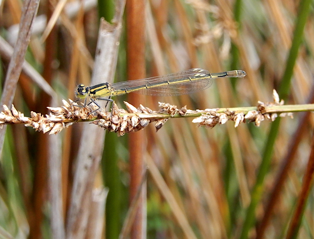 Female Common Bluetail Damselfly - Ischnura heterosticta (RC)