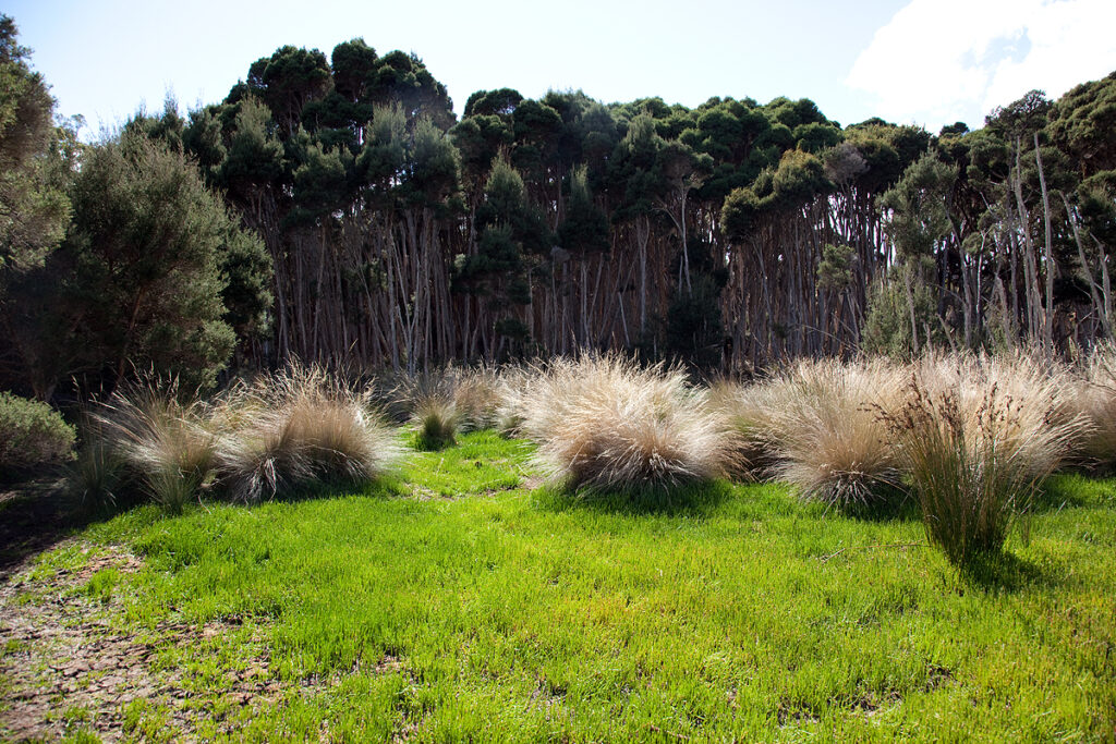 Melaleuca ericifolia and silver tussock grass. Native Point (RC)