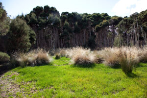 Melaleuca ericifolia and silver tussock grass. Native Point (RC)