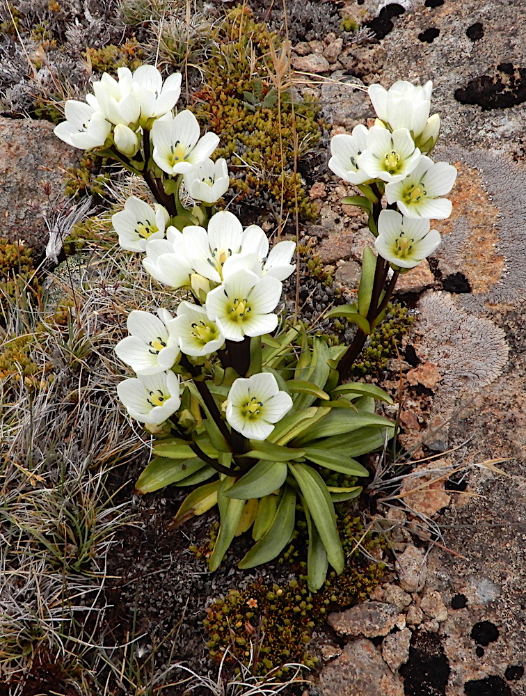 Mountain Gentian – Gentianella diemensis, seen at Ben Lomond (RC)