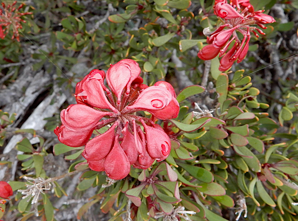 Mountain Rocket – Bellendena montana, Ben Lomond (RC)