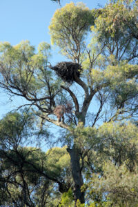 Nest of the White-bellied Sea Eagle (Haliaeetus leucogaster) at native Point (RC)