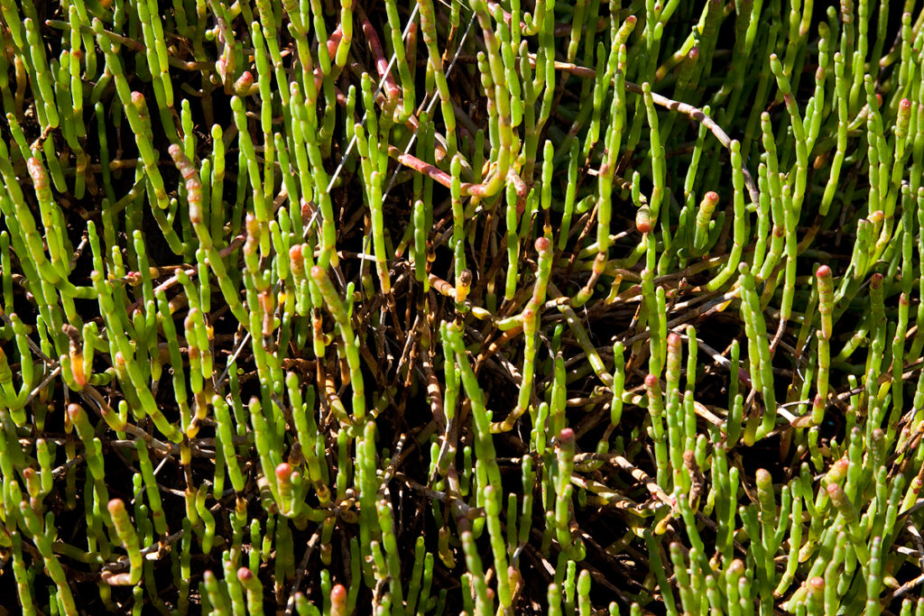 Samphire (Sarcocornia quinqueflora) at Native Point (RC)