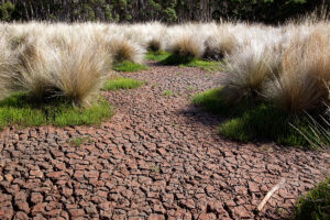 Wetlands with Samphire (Sarcocornia quinqueflora) and Silver Tussock grass (Poa labillardierei) (RC)
