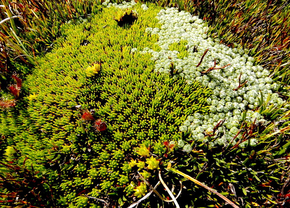 Alpine succulents, Ben Lomond (RC)