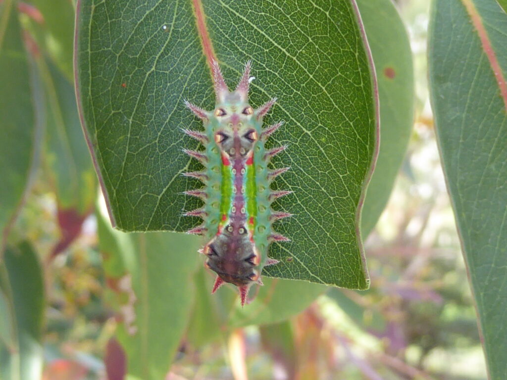 Cup moth lava (Doratifera oxleyi)(LB)