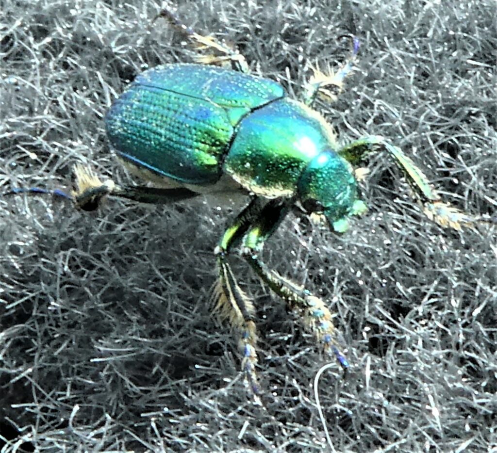 Green scarab beetle, Diphucephla colaspidoides (LB)