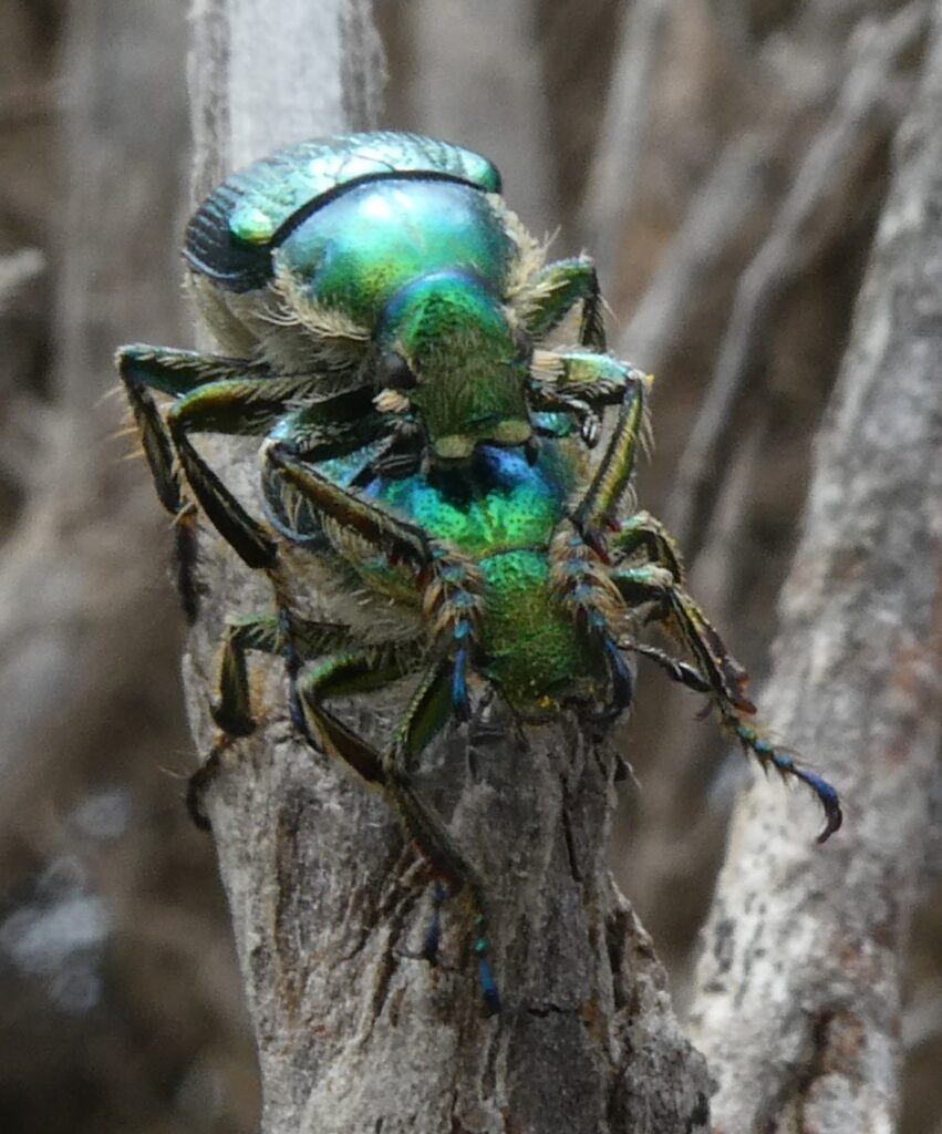 Green scarab beetles, Diphucephla colaspidoides (LB)