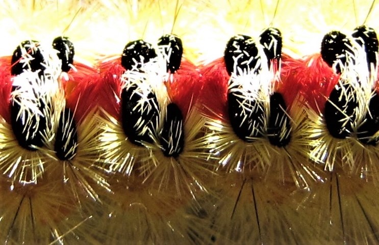 Sparshals moth (LB)