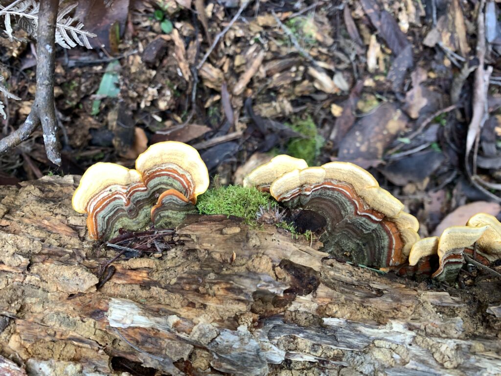Seen at Pearly Brook(PR)