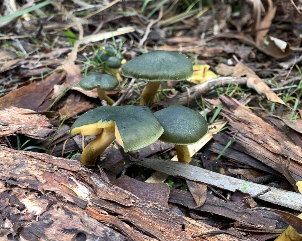 Cortinarius austrovenetus at Pearly Broojk (PR)