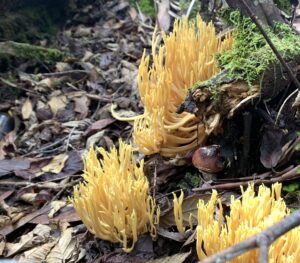 Artomyces austropiperatus at Pearly Brook (PR)