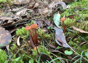 Cortinarius splendidus(?) at Pearly Brook(PR)