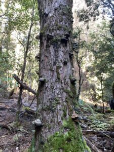 Polypores at Diddleum (PR)