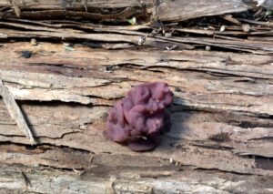 Ascocoryne sarcoides at Diddleum (PR)