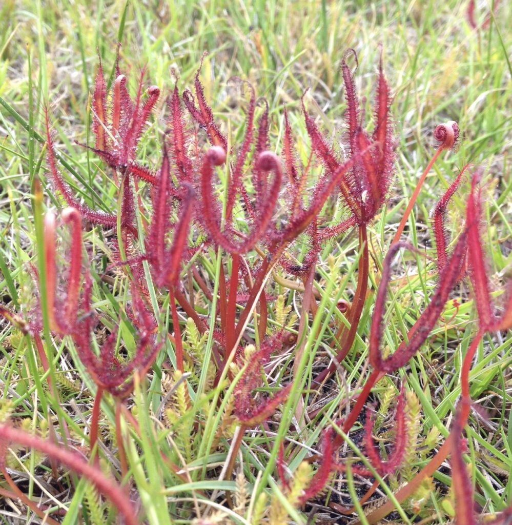 Drosera binata (Fork-leafed sundew) at Cape Prtland (CB)