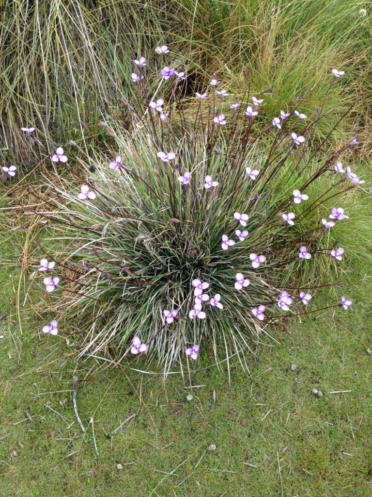 Patersonia fragilis (short purpleflag) (CB)