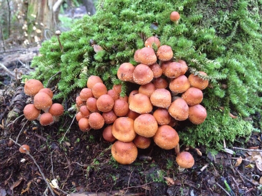 Hypholoma sp? (CB)