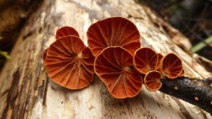 Anthacophyllum archeri