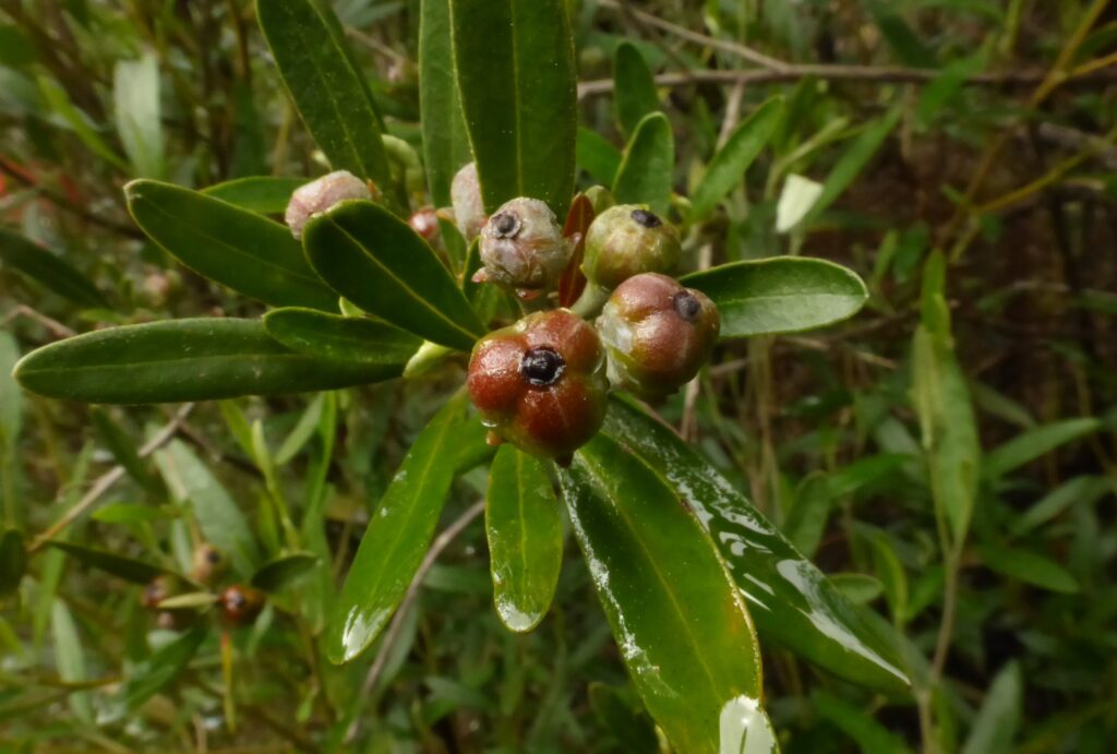 Pinkwood - Beyeria viscosa
