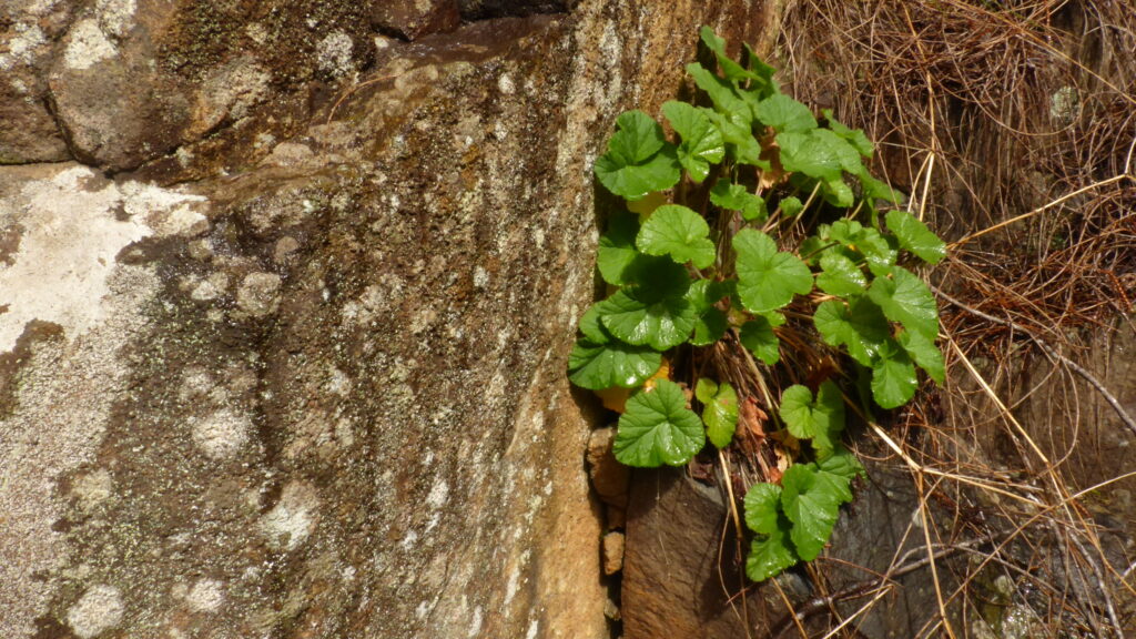Storksbill - Pelargonium australe