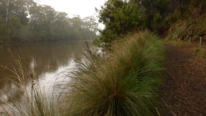 The banks of the Supply River lined with Poa labillardierei - tussock grass (LB)