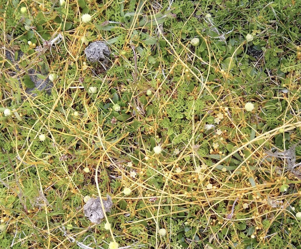 Dodder