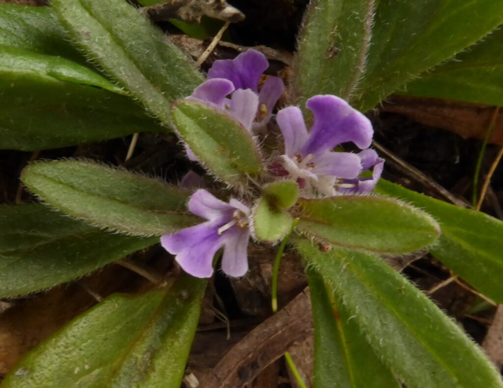 Ajuga australis at bare Rock, Fingal (LB)