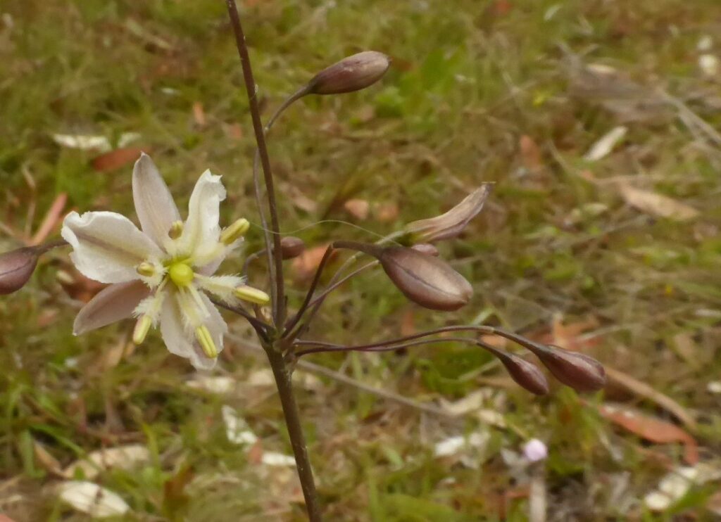 Anthropodium liliflorum at bare Rock, Fingal (LB)