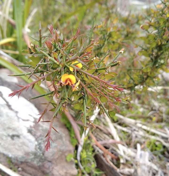Daviesia ulicifolia Gore bitter pea, or Native gorse at Bare Rock (LR)