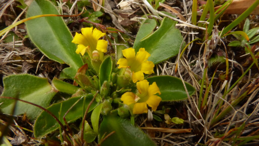 Goodenia montana at Bare Rock, Fingal (LB)