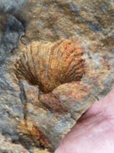 Marine shellfish fossil from the Permian period (CF)
