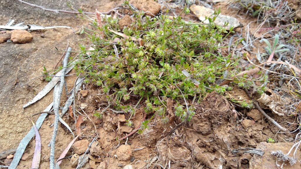 Opercularia varia, Variable stinkweed at bare Rock (LR)