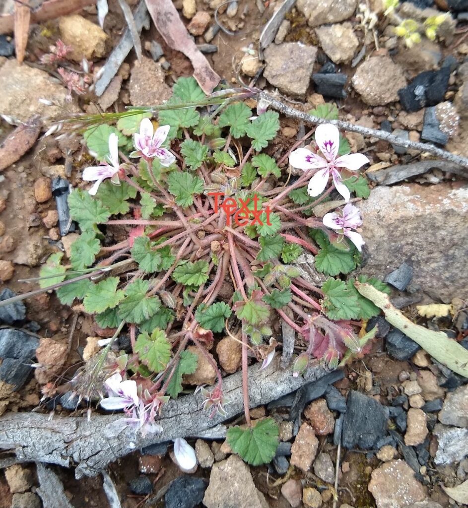 Pelargonium australe Storks bill at Bare Rock (LR)