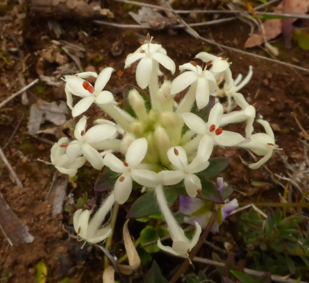 Pimelea humilis at Bare Rock, Fingal (LB)
