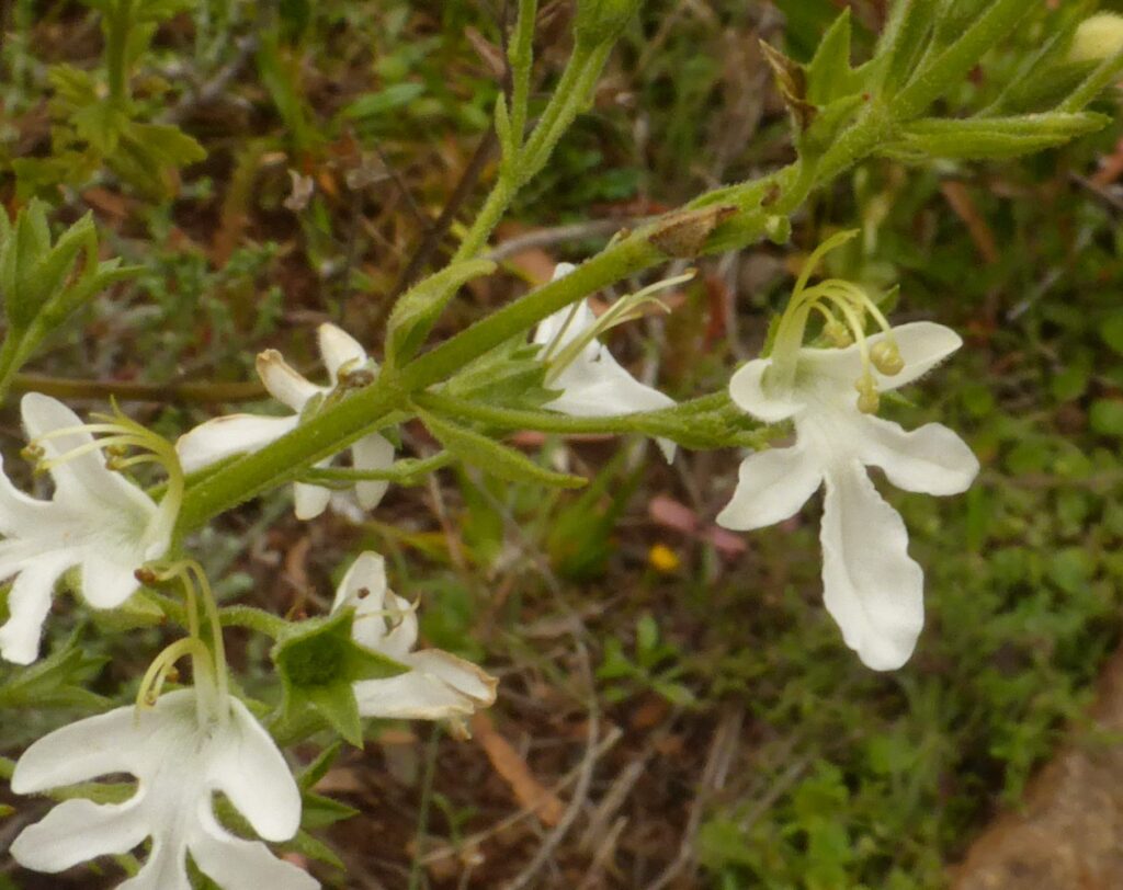 Teucrium corymbosum at Bare Rock, Fingal (LB)