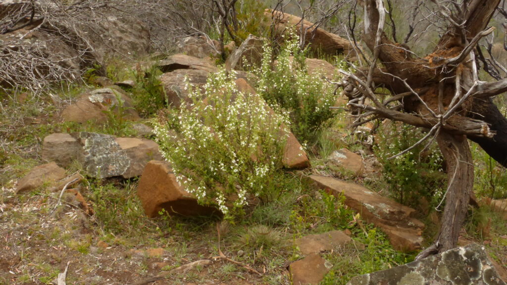 Teucrium -whole plant at bare Rock, Fingal (LB)