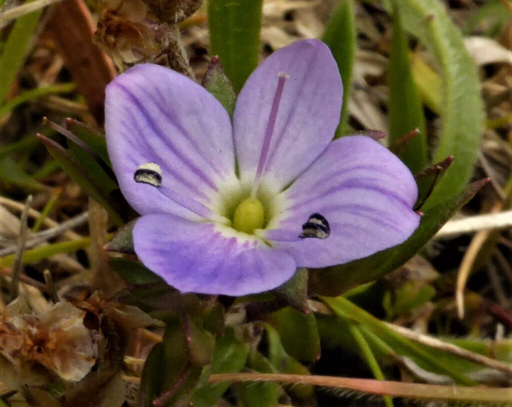 Veronica gracilis at Bare Rock, Fingal (LB)