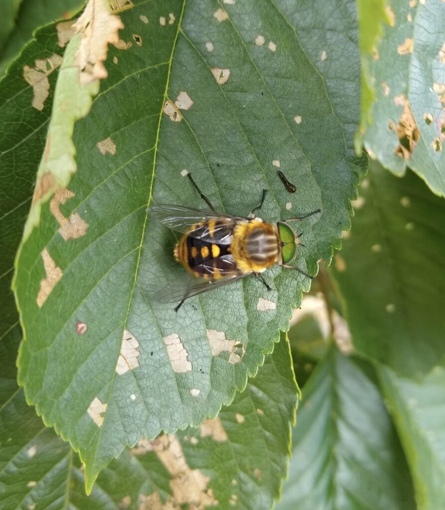 Scaptia auriflua (LR)
