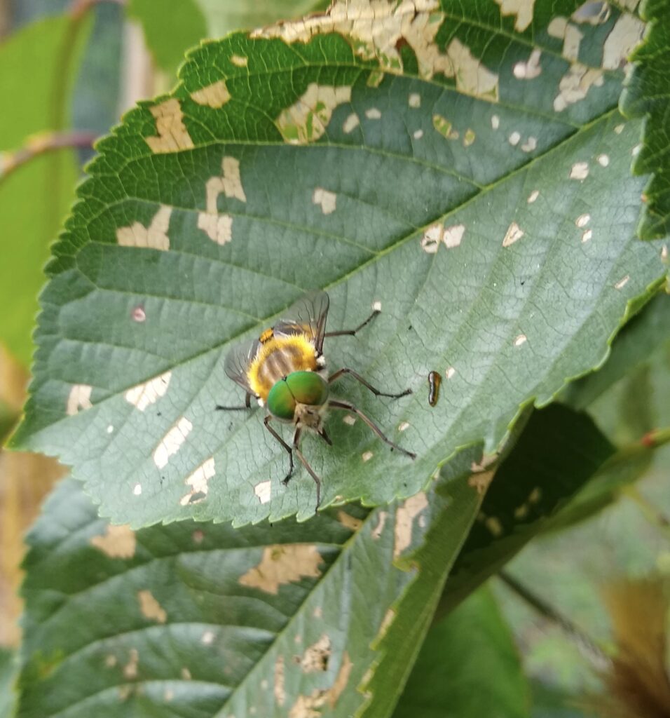 Scaptia auriflua (LR)