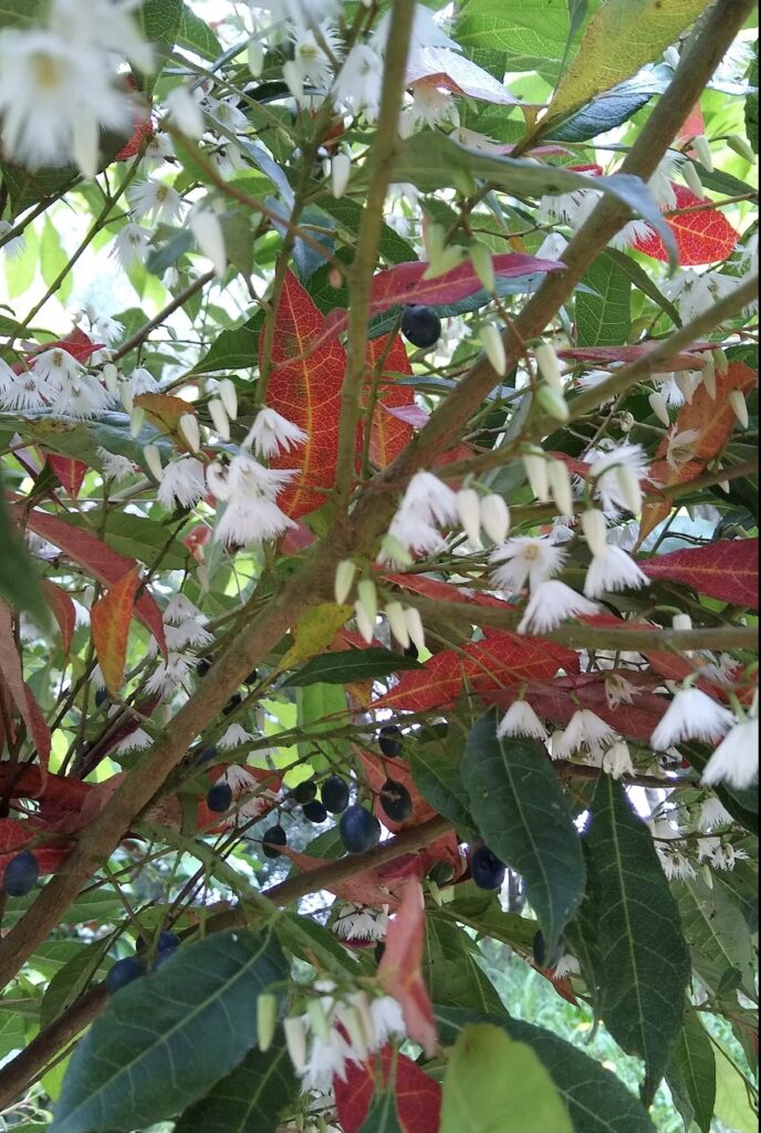 Elaeocarpus reticulatus, Blueberry ash (LR)