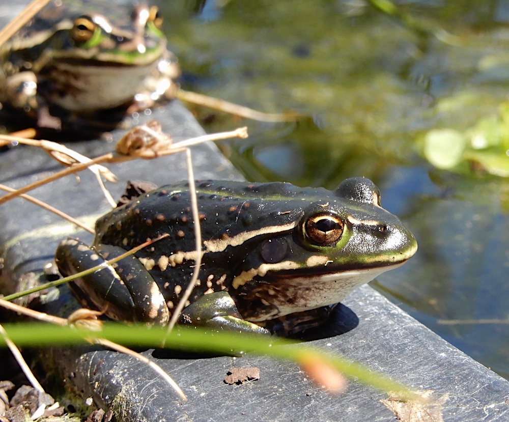 Green and Gold Frog (Litoria raniformis)