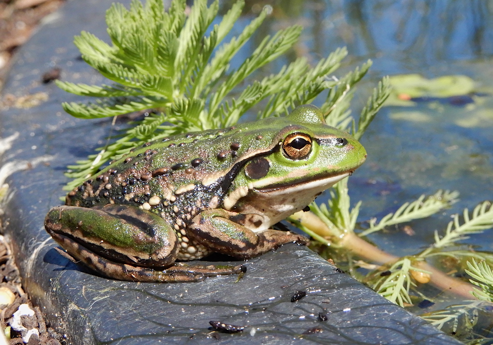Green and Gold Frog (Litoria raniformis)