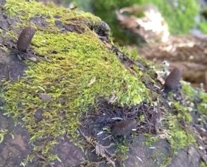 Xylaria sp. (Dead man's fingers) (LR)