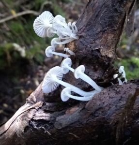 Mycena austrororida at Diddleum (LR)