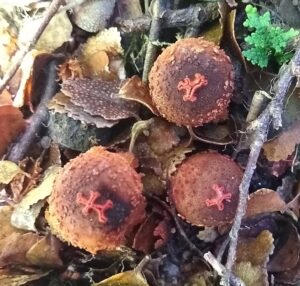 Calostoma rodwayii at Diddleum(LR)