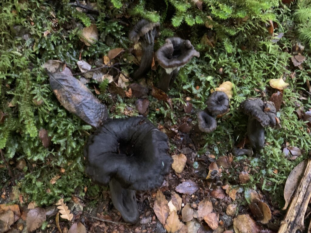 Craterellus cornucopioides at Diddleum (PR)